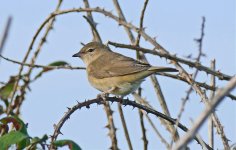 P1790428pse Garden Warbler.jpg