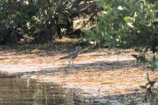 American Golden Plover 9-28-17.jpg