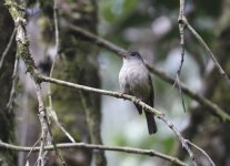 matinan s warb flycatcher.JPG