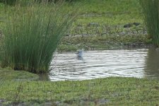 Wilson's Phalarope 10.jpg