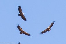 Griffon Vultures + Ruppell's Vulture, Sagres, 22nd Oct 2017 -7897.jpg