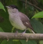 Frankfurt - Blackcap.jpg