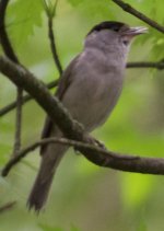 Frankfurt - Blackcap 2.jpg