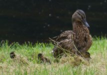 Frankfurt - Gadwall.jpg