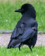 Frankfurt - House Crow.jpg