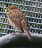 Frankfurt - Juvenile Robin.jpg