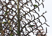 red flanked lorikeets.JPG