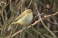 Chiffchaff_20171018_Helgoland_a.jpg