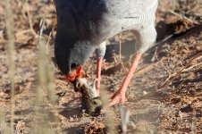 Pale Chanting Goshawk rsa 2.jpg