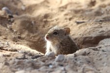 Four-striped Field Mouse rsa 1.jpg