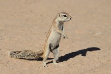 South African Ground Squirrel rsa 1.jpg