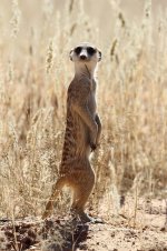 Meerkat rsa 2.jpg