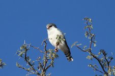 Pygmy Falcon rsa 1.jpg