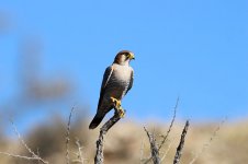 Red-necked Falcon rsa 1.jpg