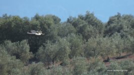 2017.12.12 Black-winged Kite.JPG