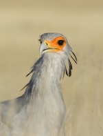 Secretary Bird rsa 2.jpg