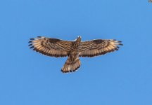 a Honey buzzard Sikiminia Lesvos 160917.JPG