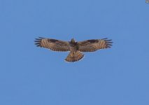 d Honey buzzard Sikiminia Lesvos 160917.JPG