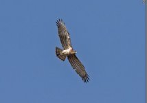 a Eagle short-toed snake eagle (Circaetus gallicus) Billys Apts Anaxos Lesvos 110917.JPG