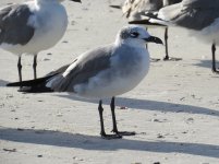 Laughing Gull klein.jpg