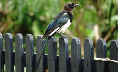 DSC08137 Aberrant Magpie @ Pui O.jpg