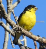 Teotitlán grosbeak 2.jpg