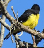 Teotitlán grosbeak 3.jpg