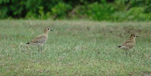 DSC08203 Pacific Golden Plovers @ Pui O.jpg