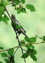 DSC08195 White-shouldered Starling @ Pui O.jpg