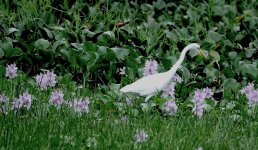 DSC08131 Great Egret @ Pui O.jpg