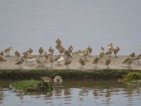 dunlin2.JPG