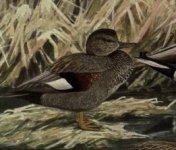 gadwall.jpg