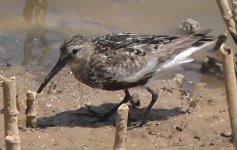 Dunlin 'arctica'(1).jpg