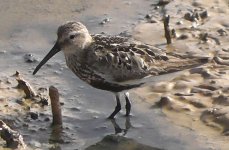 Dunlin 'arctica'(5).jpg