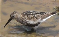 Dunlin 'arctica'(6).jpg