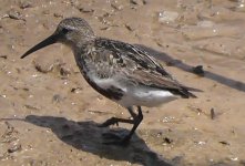 Dunlin 'arctica'.jpg