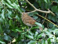 P1190471.jpeg Song Thrush shot..jpeg