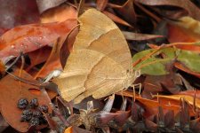 Butterfly ID Queensland Oz.jpg