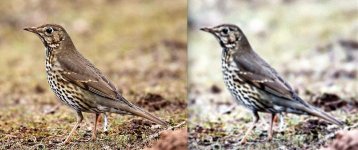 soft and grey song thrush-1.jpg