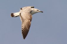 Mongolian Gull (03) - Copy.jpg