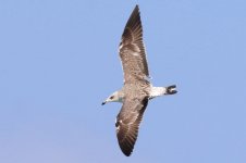 Taimyr Gull (04) - Copy.jpg