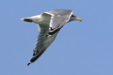 Vega Gull (02) - Copy.jpg