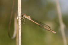 Siberian Winter Damselfly.jpg