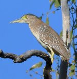 Striated-Heron.jpg