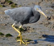 Eastern_reef_egret.jpg