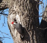 Pileated woodpecker 12-9-17.jpg