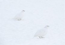 IMG_4439-WT-Ptarmigan-for-e.jpg