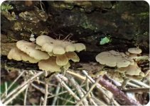 Fungi fir ID-1-3.jpg