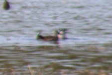 a- pos Ring-neck Duck 12-15-2017 TField FL 7930.jpg