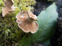 Fungi fir ID-2-3.jpg